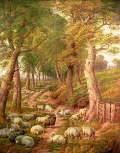 Paesaggio con Pecore